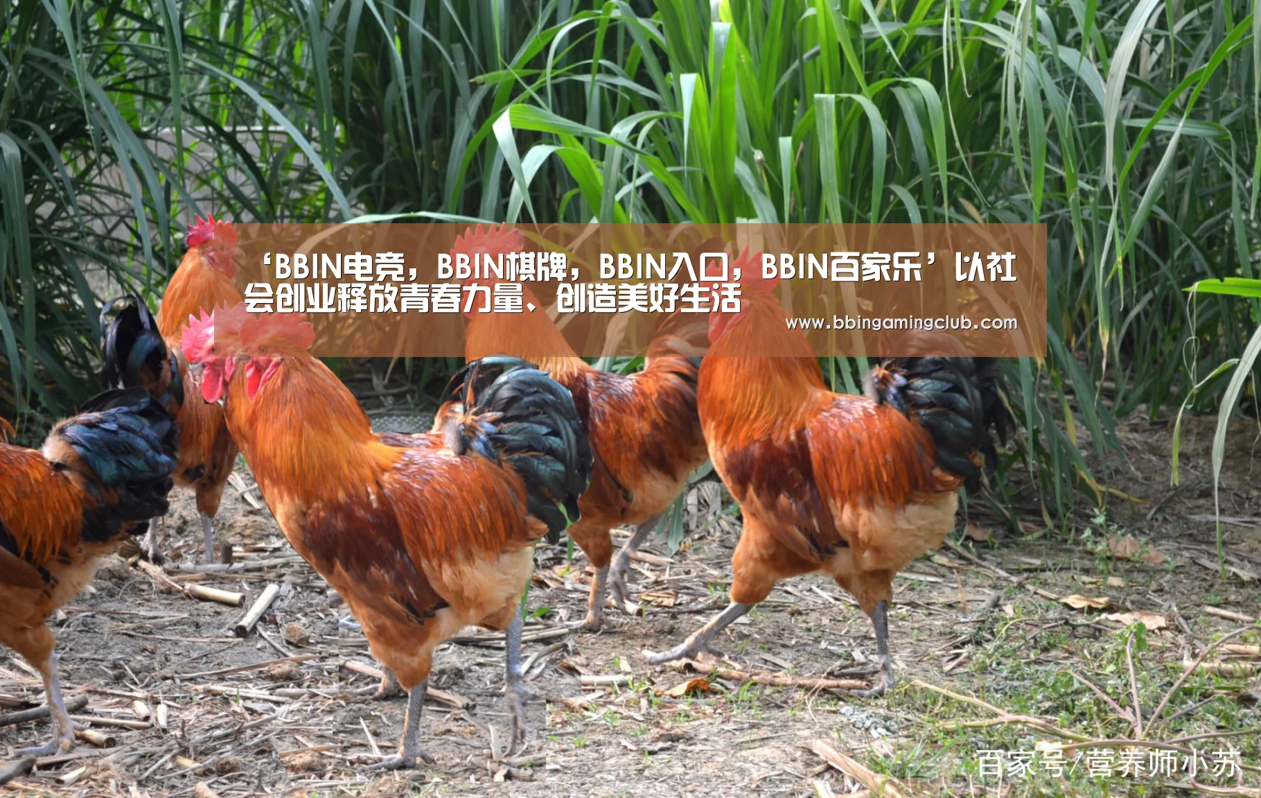 BBIN电竞，BBIN棋牌，BBIN入口，BBIN百家乐